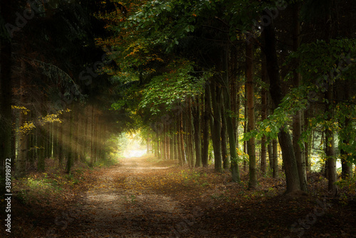 Trail Through The Pine Forest At Dawn © Creaturart