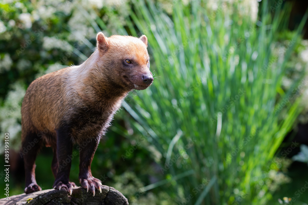 Bush dog