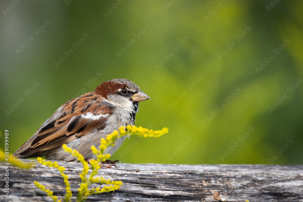 Sparrow