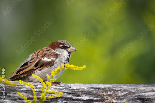 Obraz na płótnie Sparrow w salonie