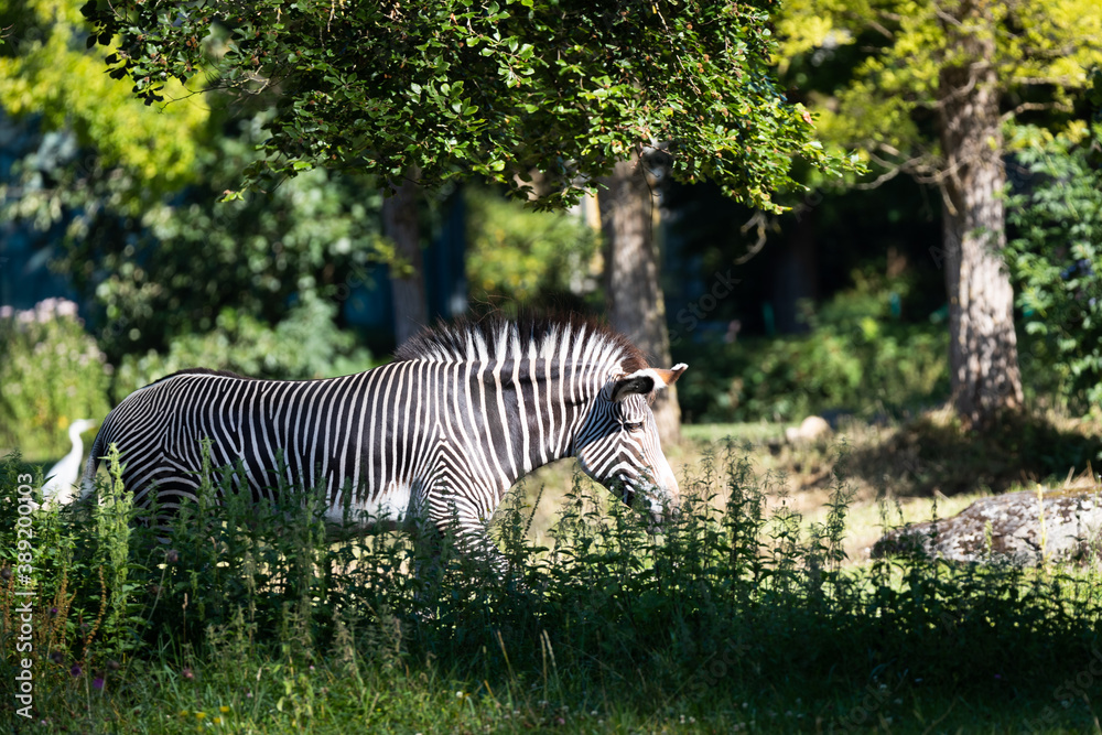 Grévy's zebra