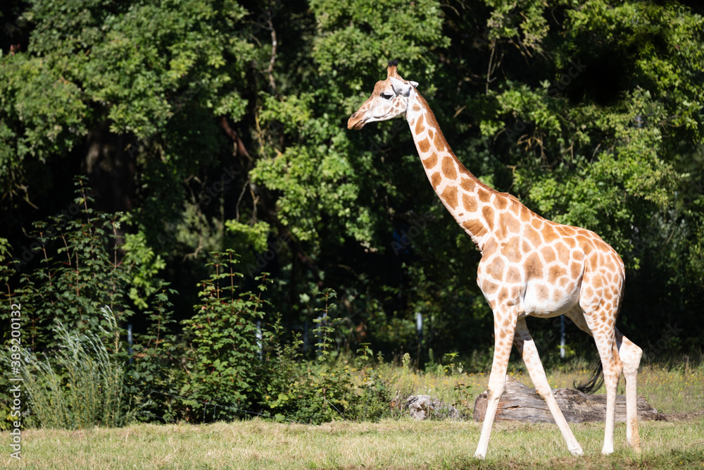 Giraffe