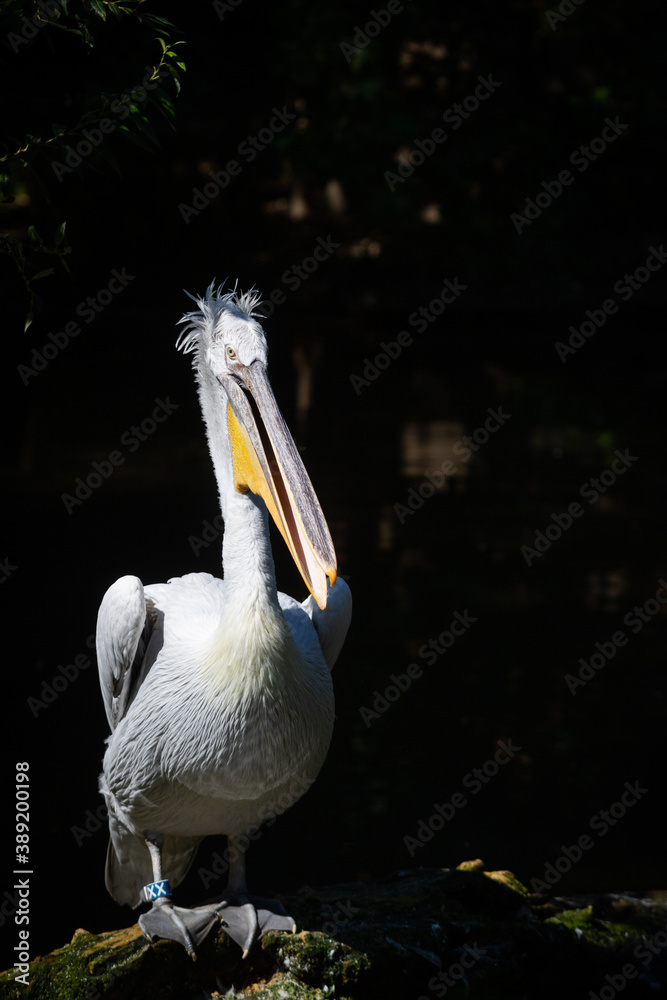 Dalmatian pelican