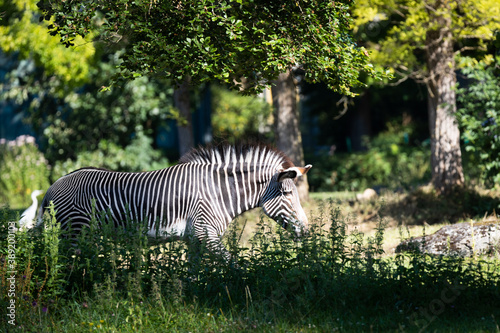 Obraz na płótnie Grévy's zebra w salonie