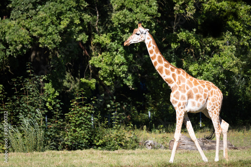 Obraz na płótnie Giraffe w salonie