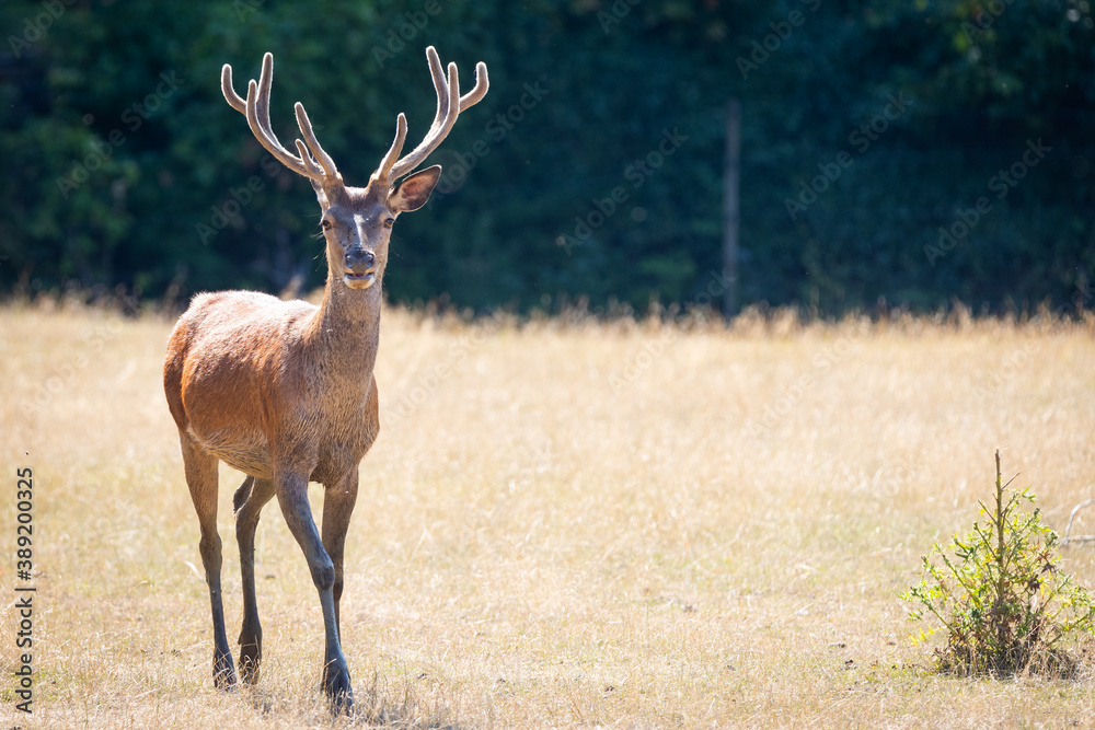 Red deer