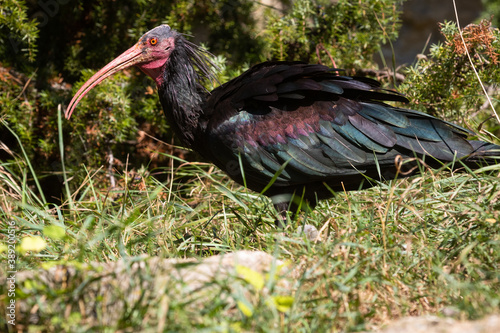 Obraz na płótnie Northern bald ibis w salonie