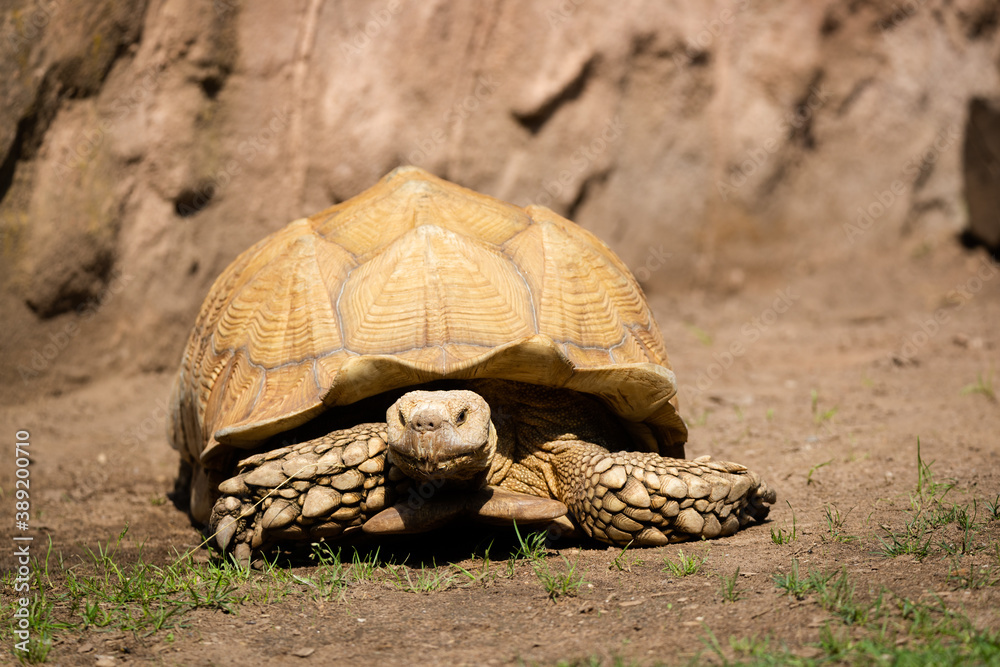 African spurred tortoise
