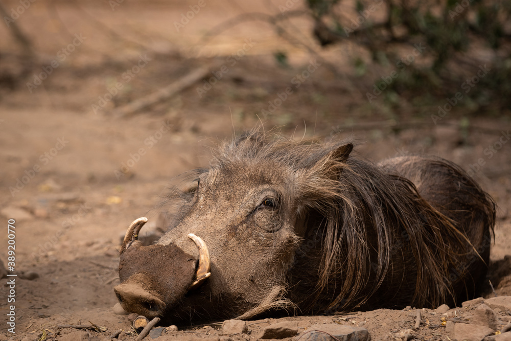 common warthog