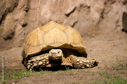 African spurred tortoise