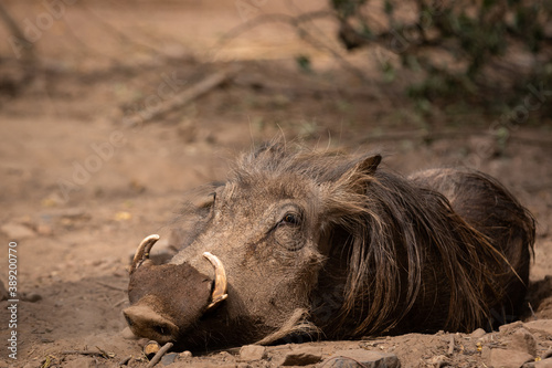 common warthog