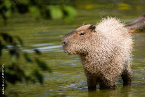 capybara standing in the water