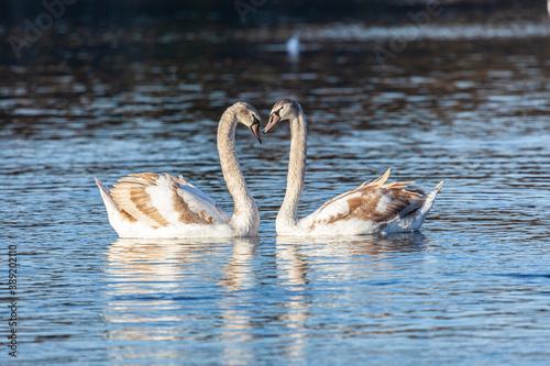 Fototapeta Naklejka Na Ścianę i Meble -  Rencontre de 2 cygnes en saison d'automne