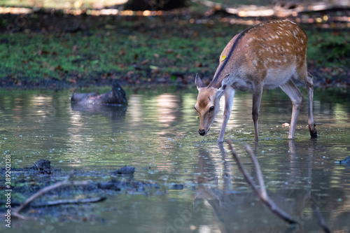 Sika deer walking through the water