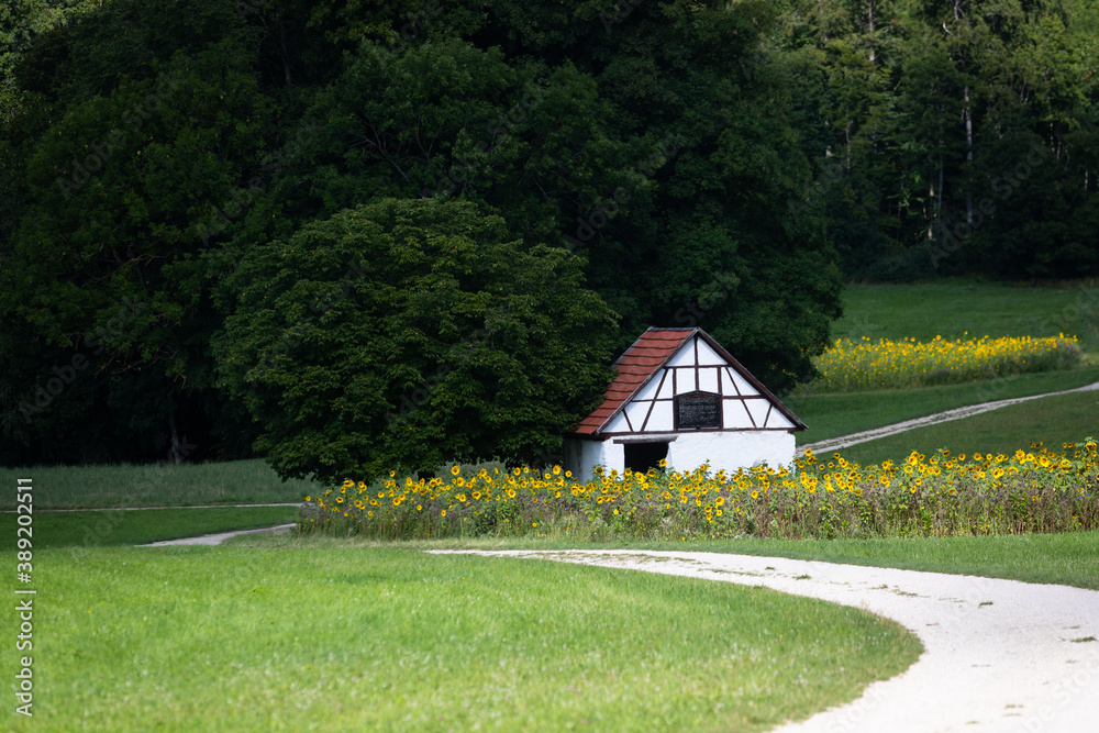 Way along a hut and a field of common sunflowers