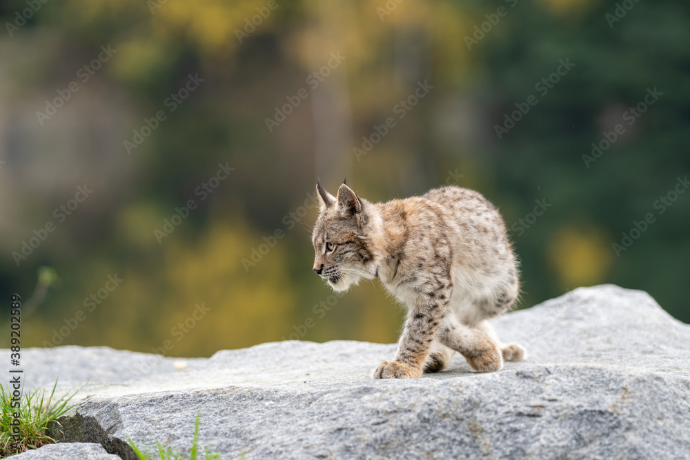 Obraz premium Lynx in green forest with tree trunk. Wildlife scene from nature. Playing Eurasian lynx, animal behaviour in habitat. Wild cat from Germany. Wild Bobcat between the trees