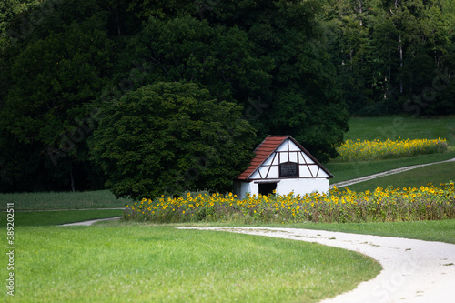Obraz na płótnie Way along a hut and a field of common sunflowers w salonie