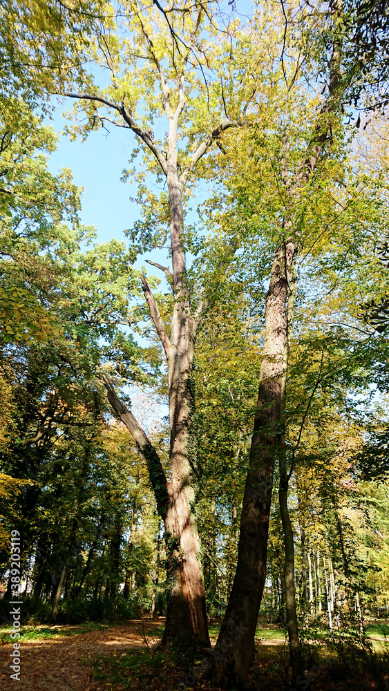 Jesień w parku.