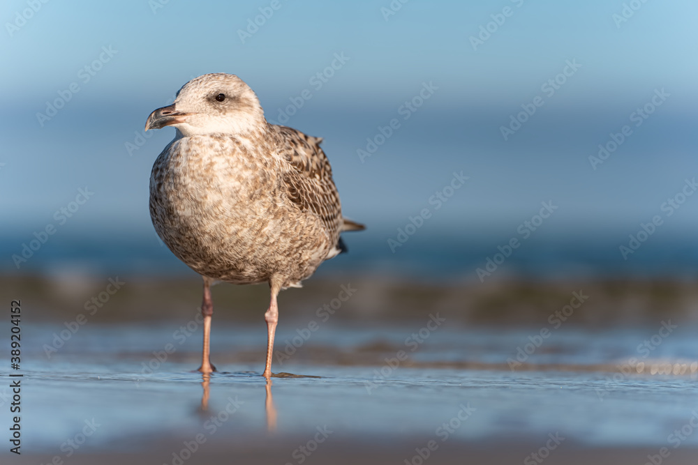 Junge Braun-weiß gefleckte Möwe, Silbermöwe im Jungendkleid / Seemöwe im Sonnenlicht gegen Wasser Hintergrund; Porträt von Möwe; Wasservogel Junge Braun-weiß gefleckte Möwe, Silbermöwe im Jungendkleid / Seemöwe im Sonnenlicht gegen Wasser Hintergrund; Porträt von Möwe; Wasservogel