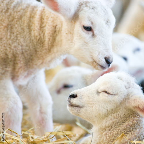 New born Lleyn lambs at lambing time, UK