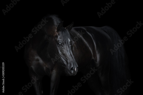 Portrait of a beautiful black arabian horse with long mane on dark background isolated