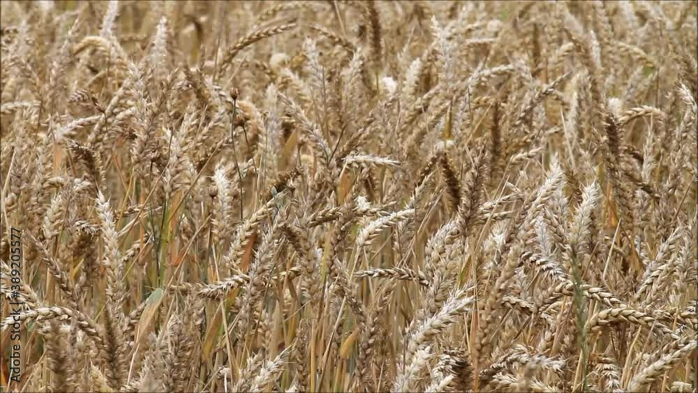 cereal cornfield moving with the wind
cereal cornfield moving with the wind