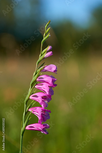 Dachzieglige Siegwurz (Gladiolus imbricatus)	 photo