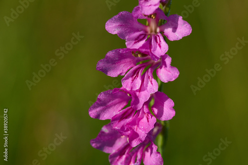 Dachzieglige Siegwurz (Gladiolus imbricatus)	 photo