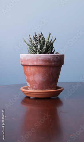 A Haworthia plant in a terracotta pot , with a cool blue background.