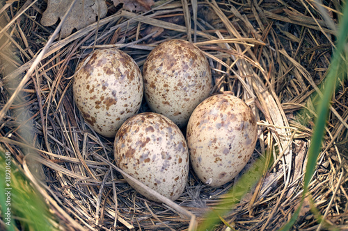 Spotted eggs of a gallinago media bird in the nest. The nest is made of dry grass on the ground.