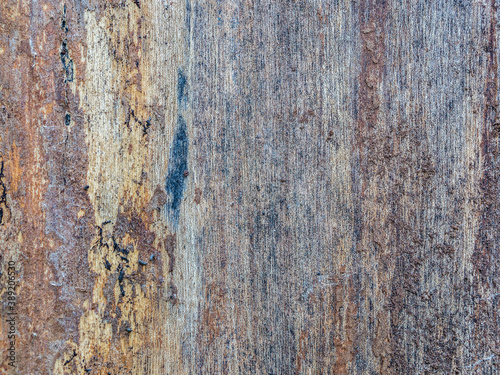 Tree trunk natural wood texture pattern.
