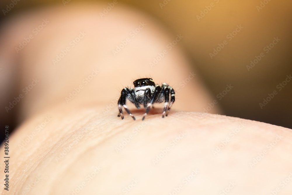 Obraz premium black & white jumping spider in hand
