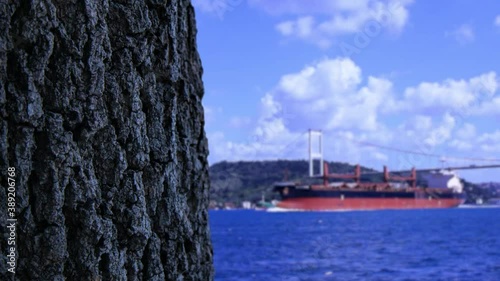 Bosphorus view behind the tree İSTANBUL TURKEY