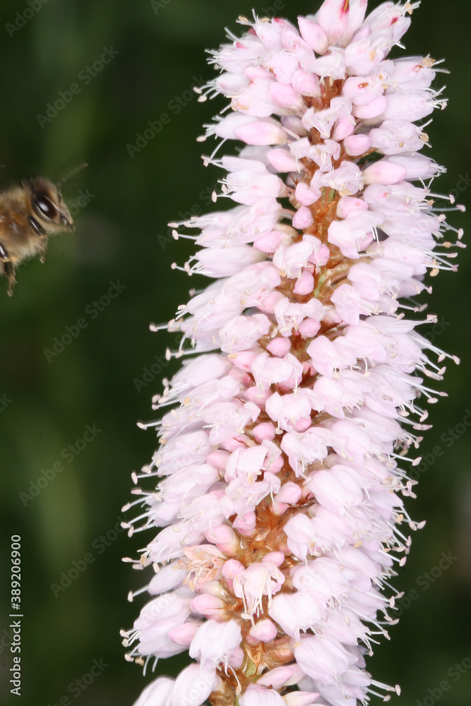 Fototapeta premium Honigbiene auf der Bluete des Wiesenknoeterich. Sie sammelt dort Nektar und Pollen Thueringen, Deutschland, Europa -- Honey bee on the flower of the Knotweed. She collects nectar and pollen