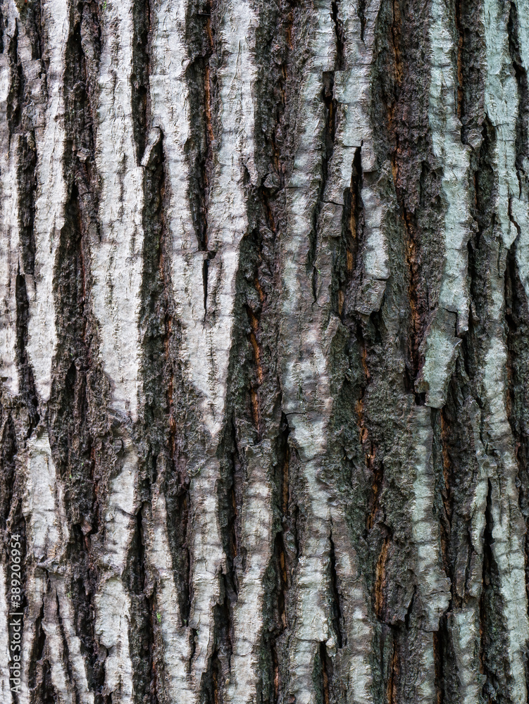 Bark tree natural wood texture pattern.
