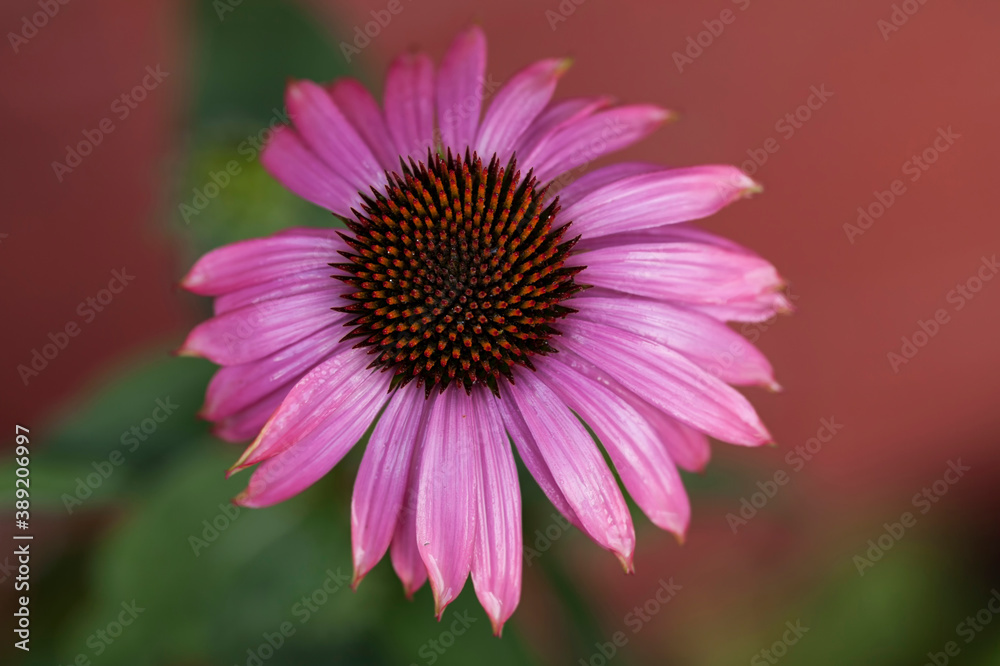 Echinacea flower in full bloom.Used as a healthy herbal tea. Echinacea flower in full bloom.Used as a healthy herbal tea.