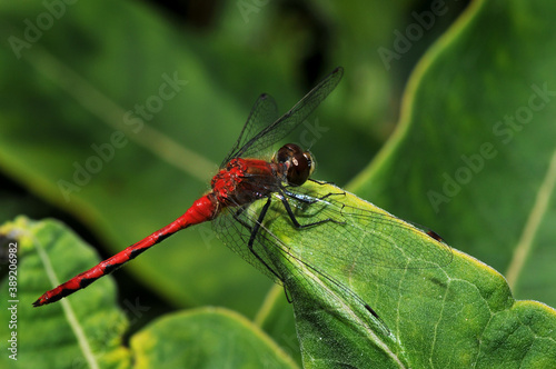 red dragonfly on a green leaf © Terry