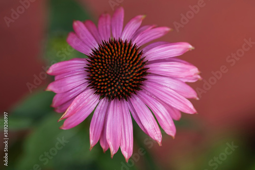 Wallpaper Mural Echinacea flower in full bloom.Used as a healthy herbal tea. Torontodigital.ca