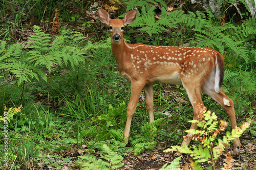 whitetail fawn deer in the forest