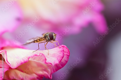 A Marmalade Hoverfly stood on the edge of a Gladioli flower petal.
