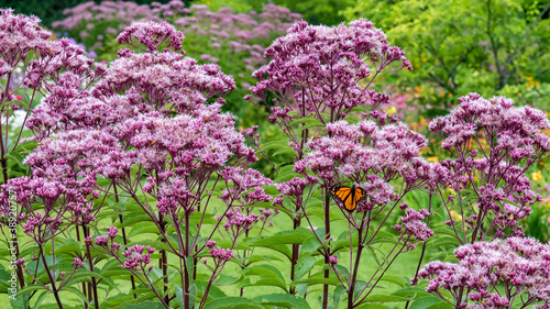 Monarch Butterfly on Pink Joe Pye Weed photo