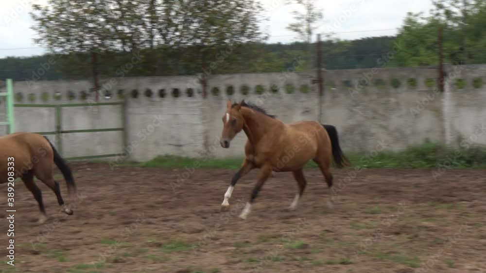 Two powerful akhal-teke horses run gallop in paddock together, slow-motion Two powerful akhal-teke horses run gallop in paddock together, slow-motion