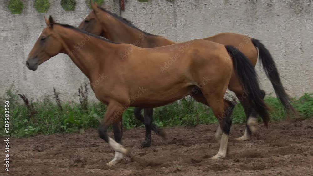 Trotting horses in paddock in a slow-motion Trotting horses in paddock in a slow-motion