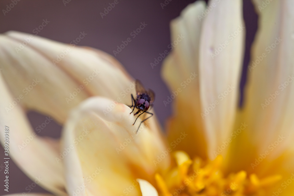 A fly on Yellow Dahlia flowers in the garden. A fly on Yellow Dahlia flowers in the garden.