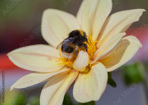 Fluffy Bumblebee feasting on nectar from a yellow Dahlia flower.