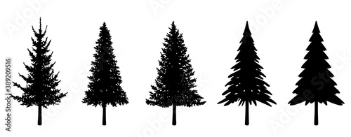Illustration set of various fir trees  silhouette 
