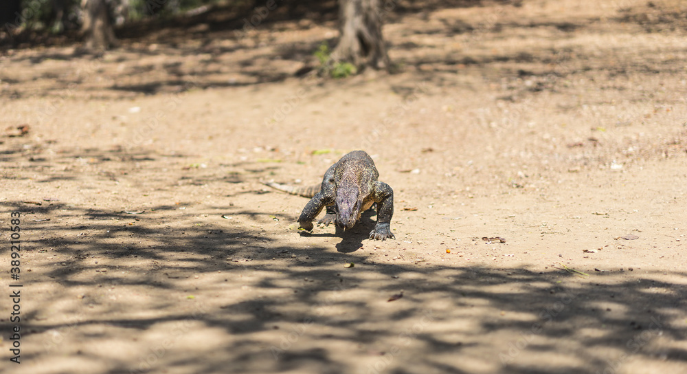 Obraz premium Komodo dragon on the beach on the island of Komodo, Flores, Indonesia. Young varan lizard on the walk. UNESCO National Park
