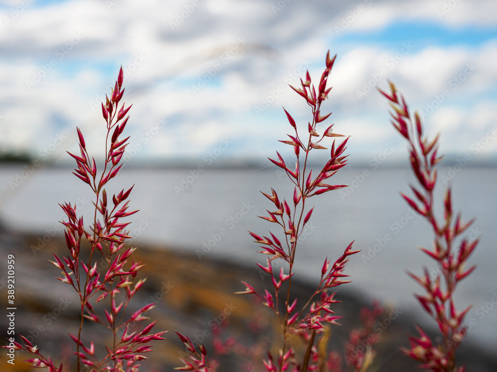Close up of red grass by the sea shore