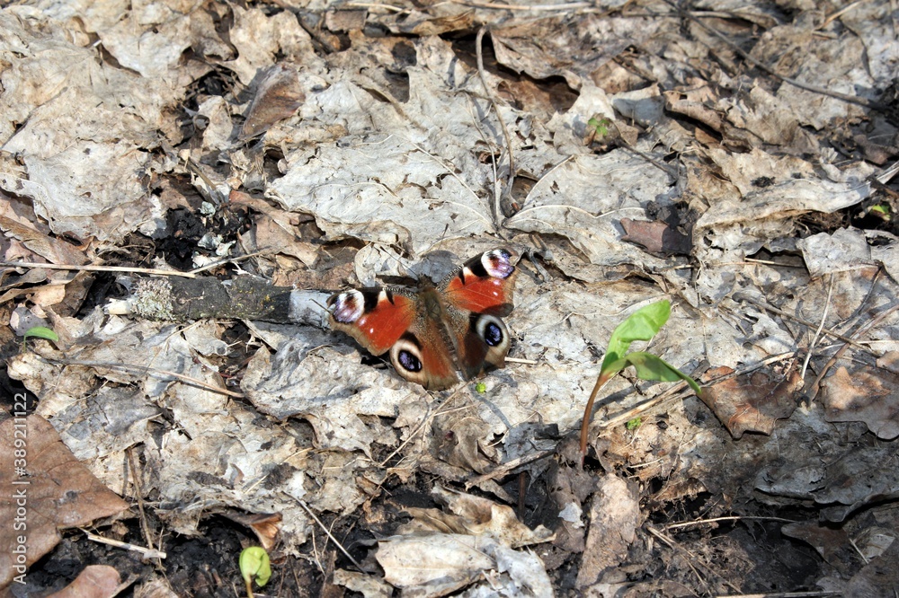 A peacock's eye butterfly sits on dry leaves A peacock's eye butterfly sits on dry leaves