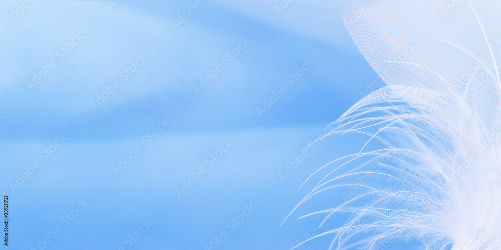 Close-up of a white feather on a blue background.Creative background. Copy space, selective focus with shallow depth of field Close-up of a white feather on a blue background.Creative background. Copy space, selective focus with shallow depth of field